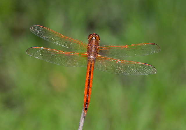 Libellula needhami Libellulidae