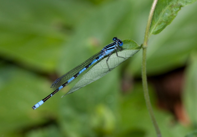 Enallagma durum Coenagrionidae