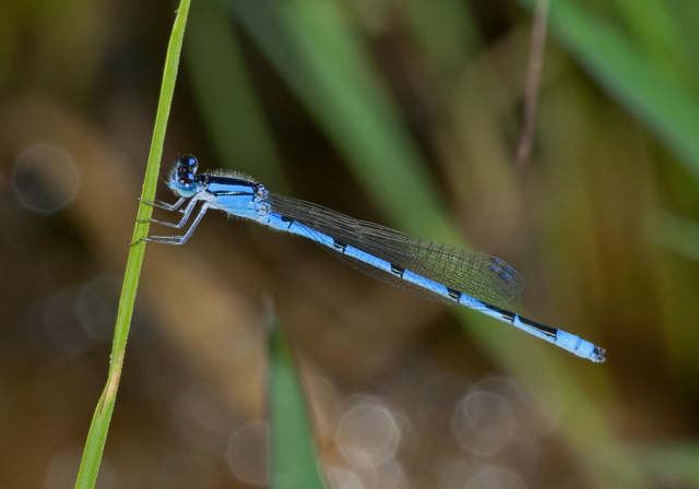 Enallagma civile Coenagrionidae
