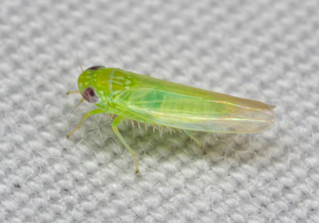 Empoasca fabae Cicadellidae