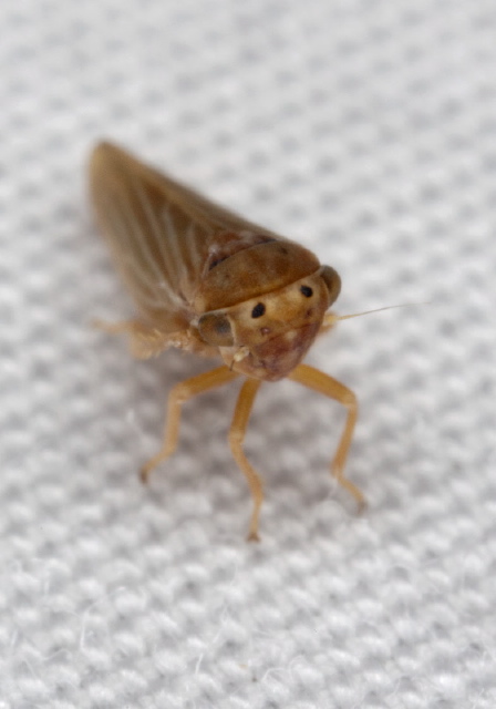 Agallia quadripunctata? Cicadellidae