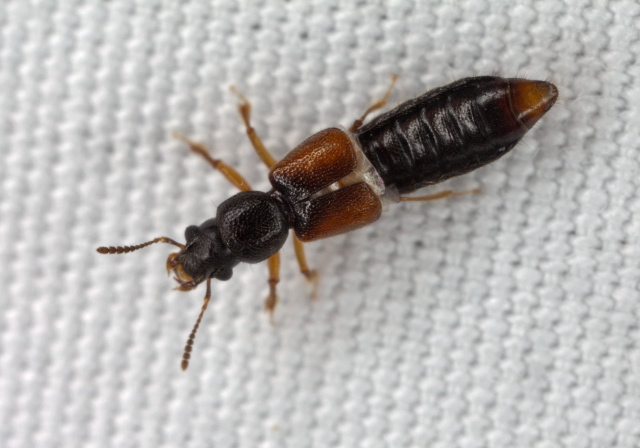 Bledius sp. Staphylinidae