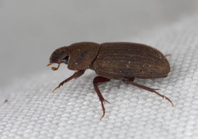 Ataenius imbricatus Scarabaeidae
