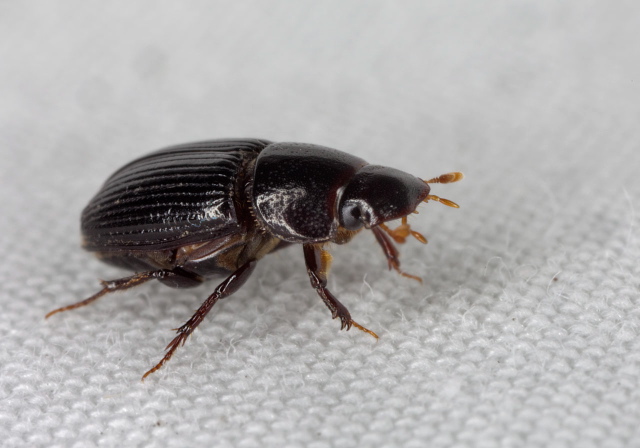 Ataenius sp.? Scarabaeidae