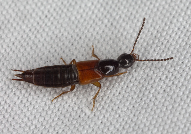 Philonthus rufulus Staphylinidae