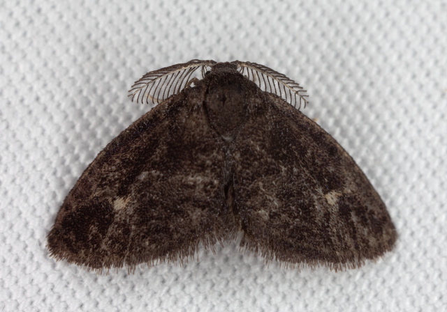 Fulgoraecia exigua Epipyropidae