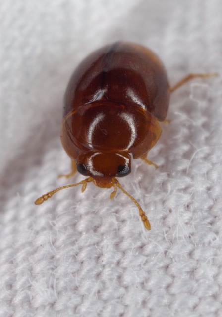 Stilbus apicalis Phalacridae