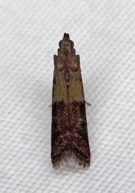 Ephestiodes infimella Pyralidae