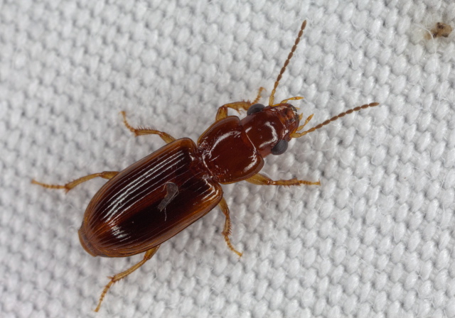 Bradycellus (Stenocellusa) tantillus? Carabidae
