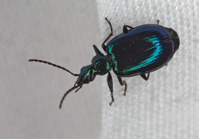 Lebia viridis Carabidae