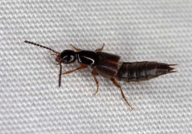 Philonthus rufulus? Staphylinidae