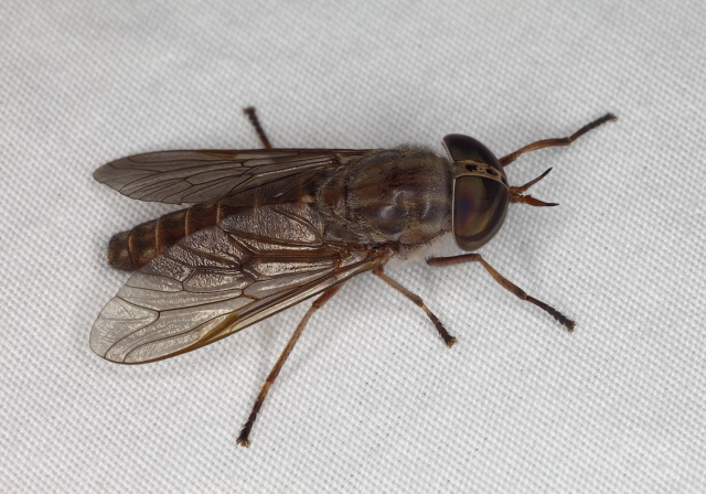 Tabanus sackeni? Tabanidae