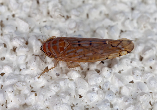 Osbornellus auronitens? Cicadellidae