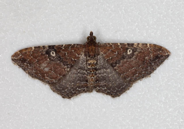 Orthonama obstipata Geometridae