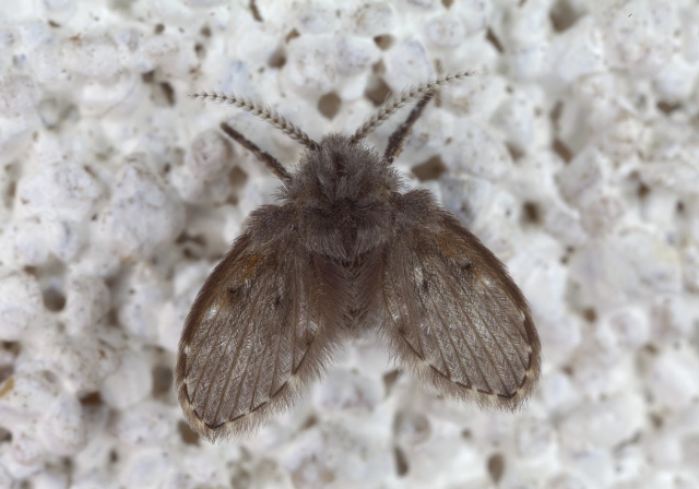 Clogmia albipunctata? Psychodidae