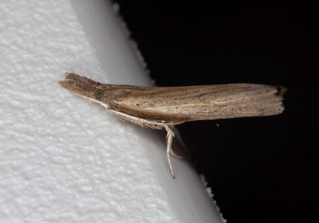 Fissicrambus mutabilis? Crambidae
