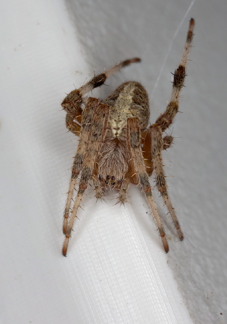 Neoscona crucifera Araneidae