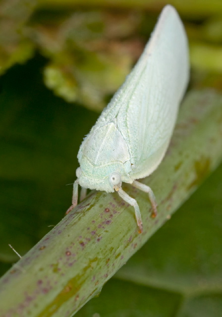 Flatormenis proxima Flatidae