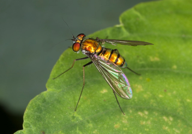 Condylostylus comatus group? Dolichopodidae