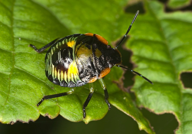 Chinavia hilare Pentatomidae