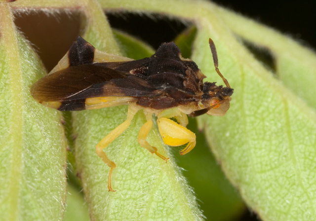 Phymata pennsylvanica? Reduviidae