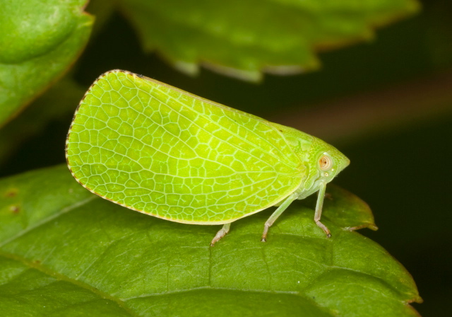Acanalonia conica Acanaloniidae