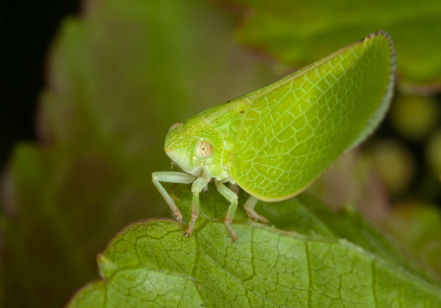 Acanalonia conica Acanaloniidae