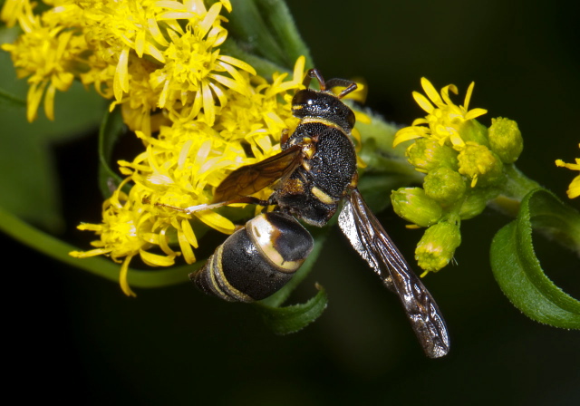 Euodynerus hidalgo boreoorientalis Vespidae