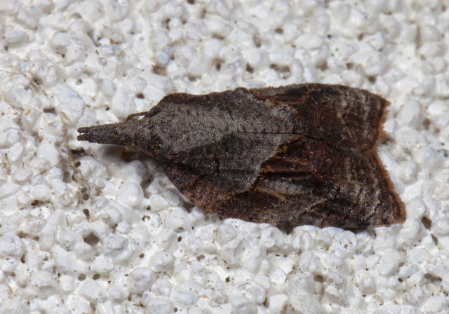 Platynota idaeusalis Tortricidae