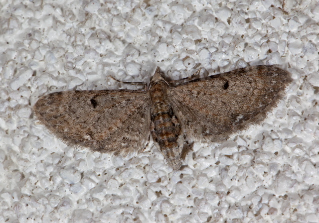 Eupithecia miserulata? Geometridae