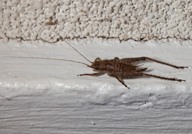 Hapithus agitator? Gryllidae