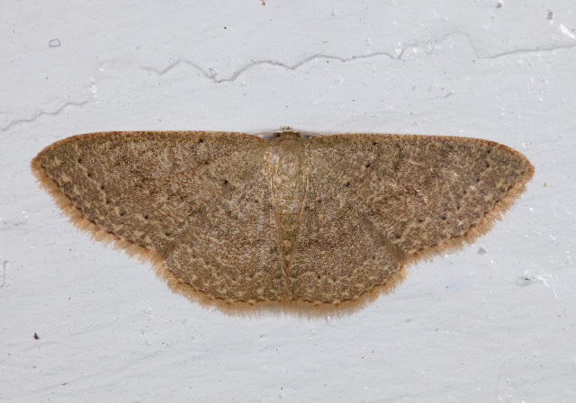 Pleuroprucha insulsaria Geometridae