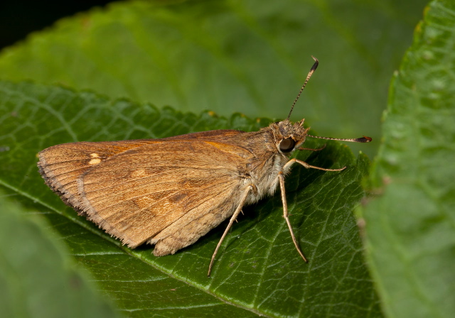 Polites themistocles Hesperiidae