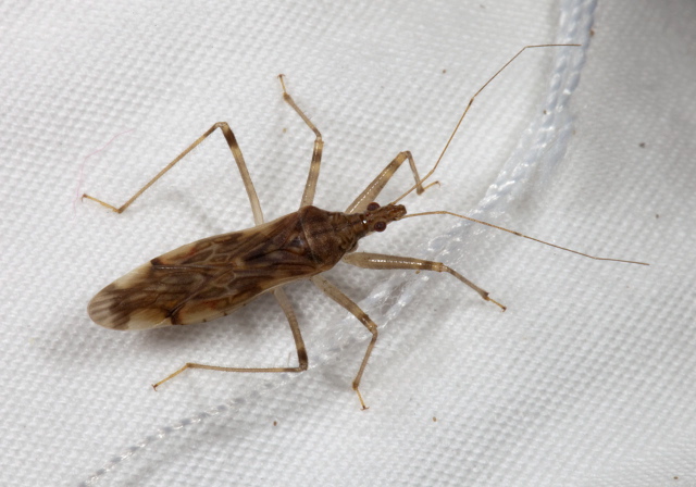 Lasiomerus annulatus Nabidae