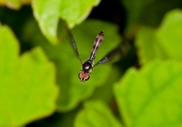 Ocyptamus fuscipennis Syrphidae