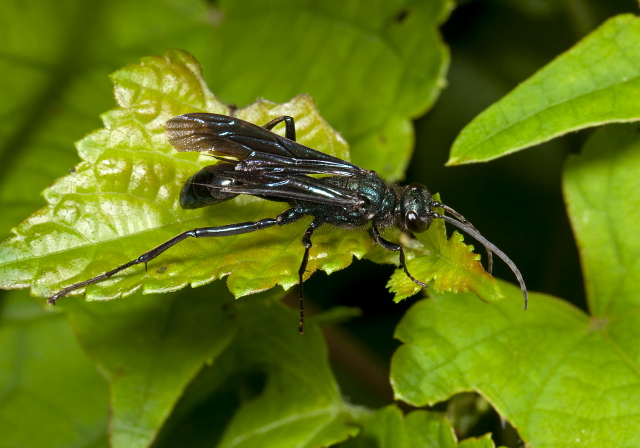 Chalybion californicum Sphecidae