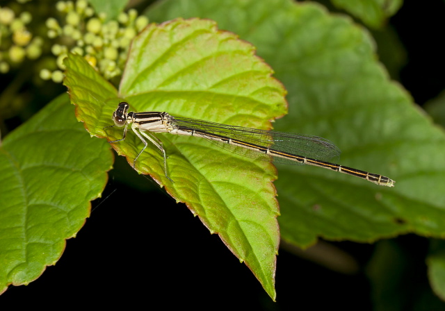 Enallagma civile Coenagrionidae