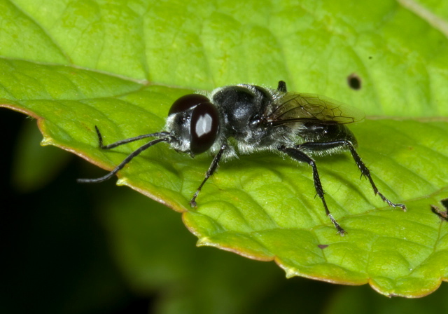 Astata unicolor? Crabronidae