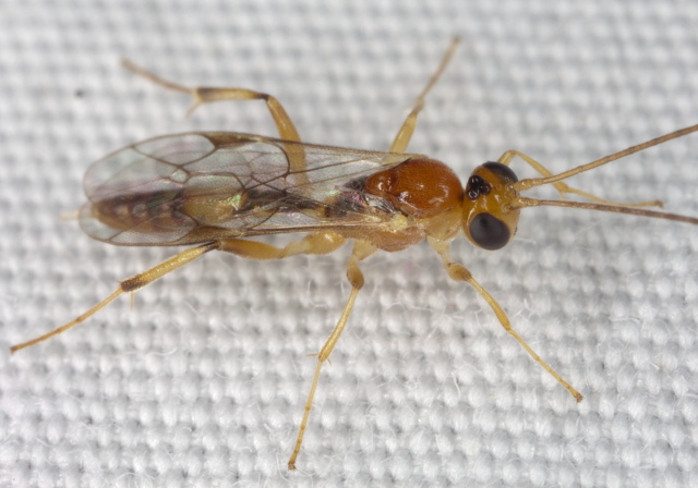 Mesochorus sp. Ichneumonidae