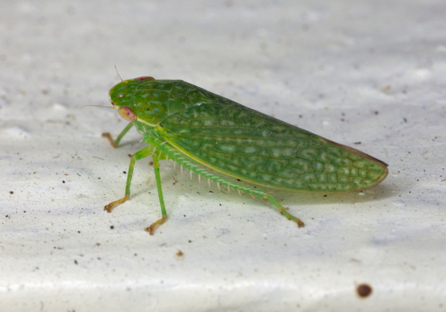 Rugosana querci Cicadellidae
