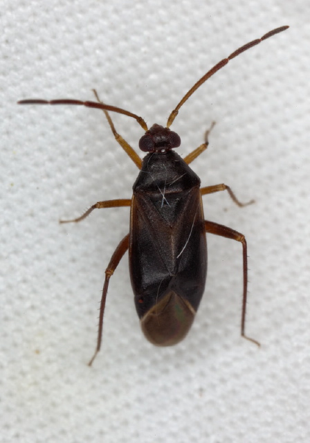 Ceratocapsus sp. Miridae