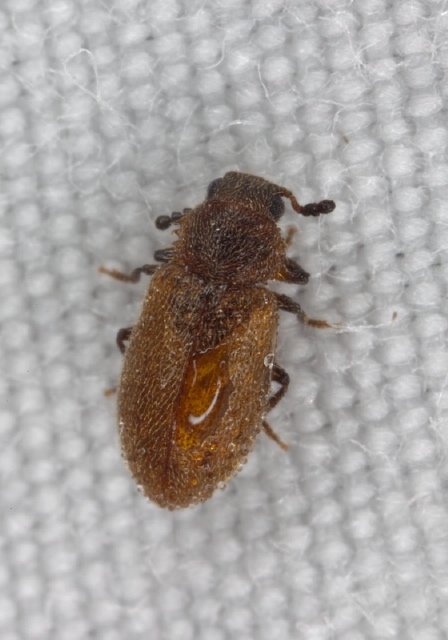 Paratenetus sp. Tenebrionidae
