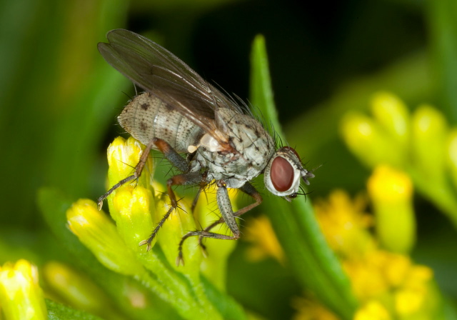 Coenosia tigrina? Muscidae