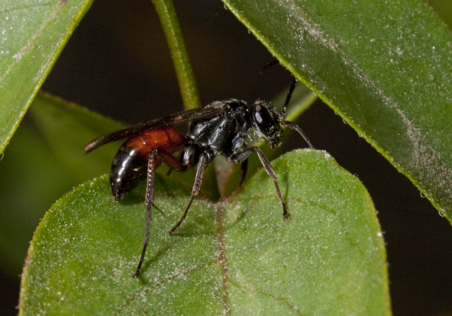 Caliadurgus hyalinatus? Pompilidae