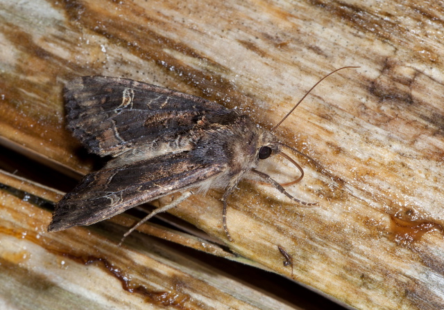 Helotropha reniformis Noctuidae