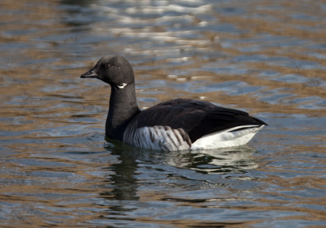 Branta bernicla Anatidae