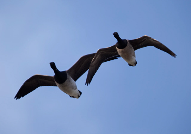 Branta bernicla Anatidae