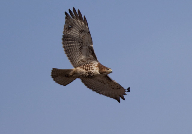 Buteo jamaicensis Accipitridae