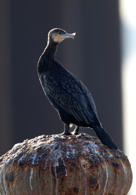 Phalacrocorax carbo Phalacrocoracidae