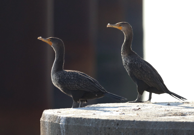 Phalacrocorax auritus Phalacrocoracidae